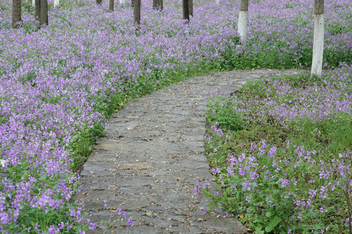 【花情预报】二月兰迎来全面盛花期    湿地公园美成绿野仙踪