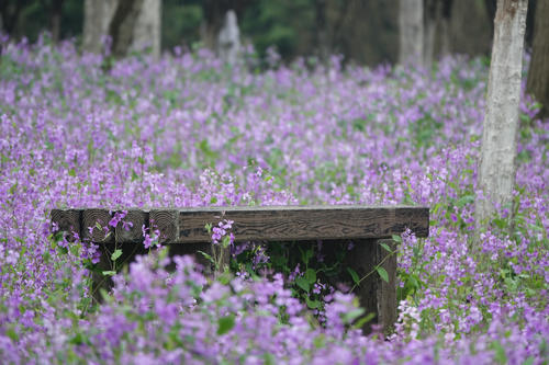 【花情预报】二月兰迎来全面盛花期    湿地公园美成绿野仙踪