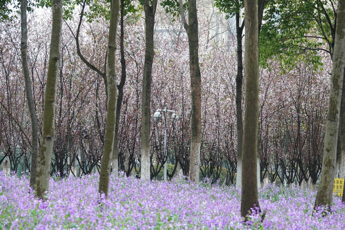 【花情预报】二月兰迎来全面盛花期    湿地公园美成绿野仙踪