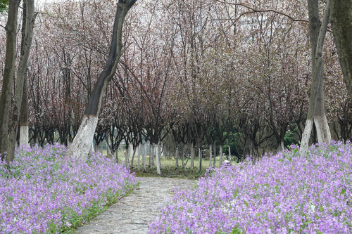 【花情预报】二月兰迎来全面盛花期    湿地公园美成绿野仙踪