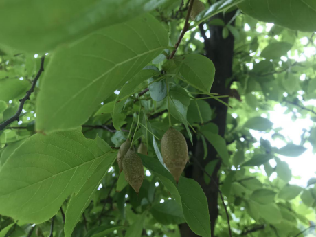 我馆组织参观中山植物园活动